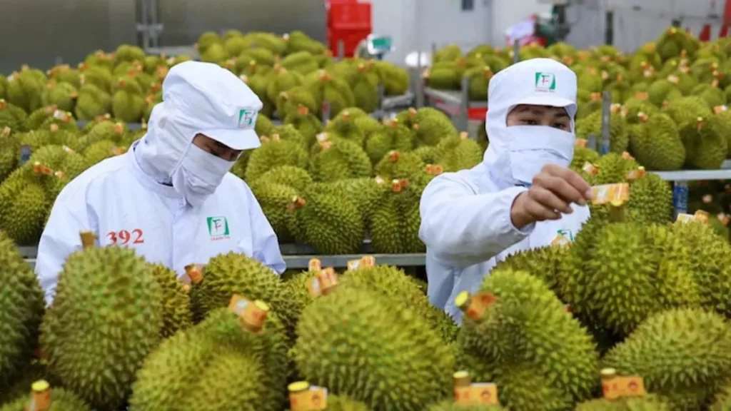 Durian quality inspection and packing for Vietnam durian exports