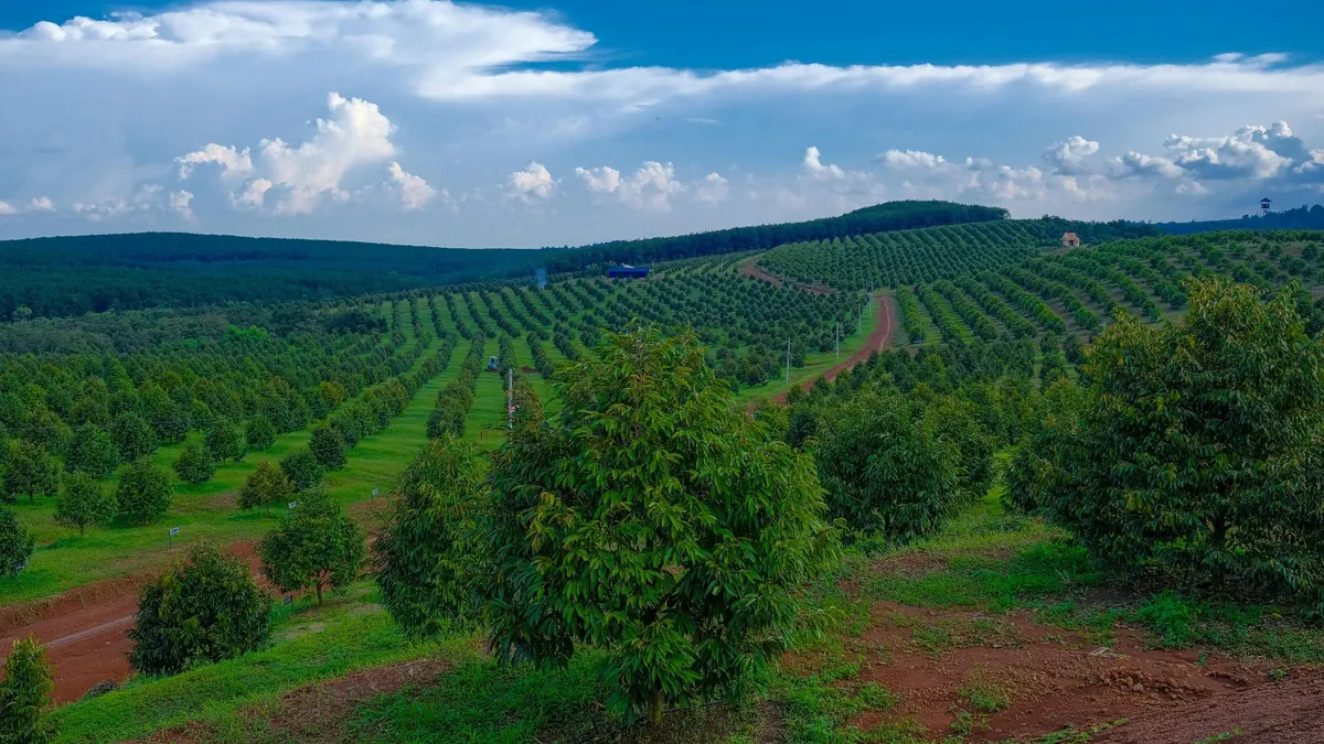 Vietnam durian orchard in Tien Giang